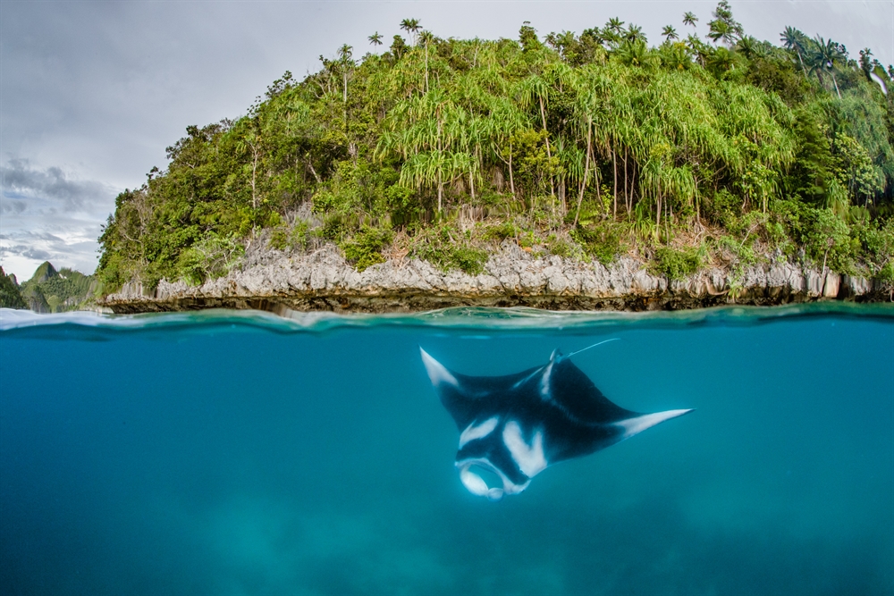 At CITES COP20, Governments Face Last Chance to Prevent Extinction of Whale Sharks, Manta Rays, and More